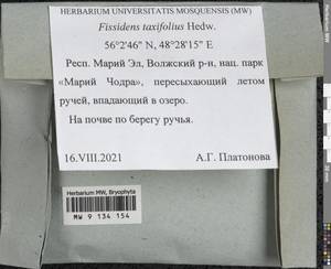 Fissidens taxifolius Hedw., Гербарий мохообразных, Мхи - Среднее Поволжье (B9) (Россия)