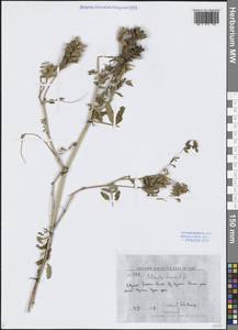 Астрагал китайский L.f., Сибирь, Дальний Восток (S6) (Россия)