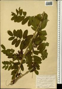 Astragalus fraxinifolius DC., Зарубежная Азия (ASIA) (Турция)