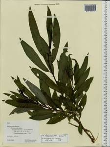 Ива Гмелина, Ива шерстистопобеговая Pall., Восточная Европа, Центральный район (E4) (Россия)