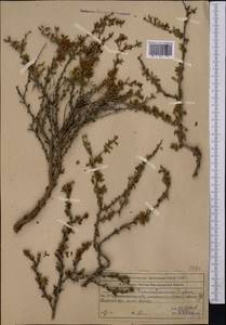Prunus prostrata var. concolor (Boiss.) Lipsky, Средняя Азия и Казахстан, Северный и Центральный Тянь-Шань (M4) (Казахстан)