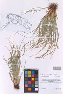 Осока колосистая, Восточная Европа, Московская область и Москва (E4a) (Россия)