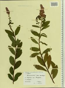 Spiraea ×pseudosalicifolia Silverside, Восточная Европа, Центральный район (E4) (Россия)