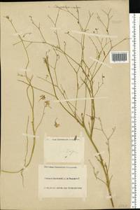 Живокость, Восточная Европа, Нижневолжский район (E9) (Россия)