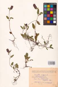 MHA 0 154 088, Черноголовка обыкновенная L., Восточная Европа, Северо-Западный район (E2) (Россия)