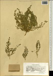 Euphorbia granulata Forssk., Зарубежная Азия (ASIA) (Афганистан)