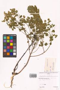 Молочай острый L., Сибирь, Дальний Восток (S6) (Россия)