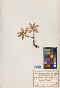 Прострел желтеющий (Zucc.) Zāmelis, Восточная Европа, Восточный район (E10) (Россия)