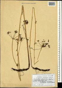 Pseudopimpinella anthriscoides (Boiss.) F.Ghahrem., Khajepiri & Mozaff., Кавказ, Азербайджан (K6) (Азербайджан)