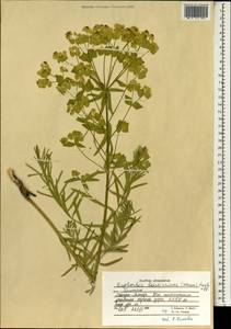 Euphorbia saratoi Ardoino, Зарубежная Азия (ASIA) (Афганистан)