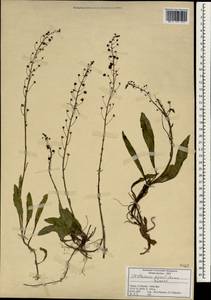 Verbascum pyroliforme (Boiss. & Heldr.) Kuntze, Зарубежная Азия (ASIA) (Турция)