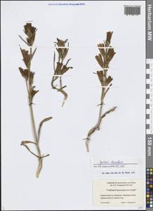 Горечавка лежачая L.fil., Сибирь, Центральная Сибирь (S3) (Россия)