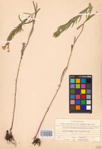Galatella sedifolia subsp. sedifolia, Восточная Европа, Восточный район (E10) (Россия)