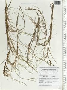 Puccinellia capillaris subsp. pulvinata (Fr.) Tzvelev, Восточная Европа, Северный район (E1) (Россия)