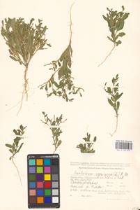 Крепкоплодник сирийский (L.) W.T.Aiton, Средняя Азия и Казахстан, Прикаспийский Устюрт и Северное Приаралье (M8) (Казахстан)