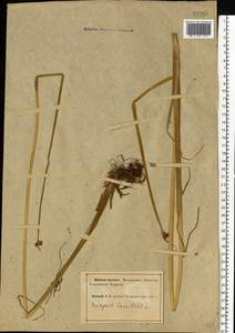 Схеноплектус озерный (L.) Palla, Восточная Европа, Северный район (E1) (Россия)