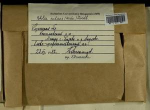 Pohlia nutans (Hedw.) Lindb., Гербарий мохообразных, Мхи - Центральное Нечерноземье (B6) (Россия)