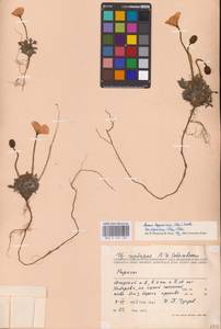 Oreomecon lapponica subsp. jugorica (Tolm.) Elvebakk & Bjerke, Восточная Европа, Северный район (E1) (Россия)