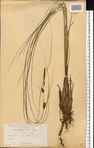 Осока волосистоплодная Ehrh., Восточная Европа, Центральный лесостепной район (E6) (Россия)