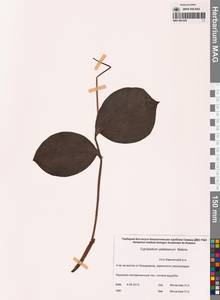 Венерин башмачок Ятабе Makino, Сибирь, Чукотка и Камчатка (S7) (Россия)