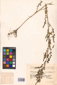 Chenopodium betaceum Andrz., Восточная Европа, Западный район (E3) (Россия)