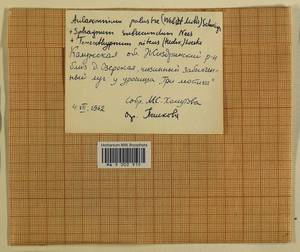 Aulacomnium palustre (Hedw.) Schwägr., Гербарий мохообразных, Мхи - Центральное Нечерноземье (B6) (Россия)