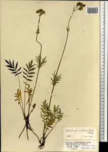 Валериана очереднолистная Ledeb., Монголия (MONG) (Монголия)