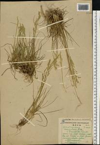 Щучка дернистая (L.) P.Beauv., Восточная Европа, Северный район (E1) (Россия)