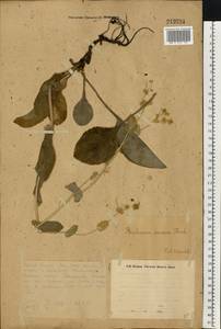 Володушка длиннолистная L., Восточная Европа, Восточный район (E10) (Россия)