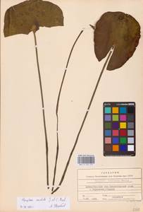 Кувшинка белоснежная C.Presl, Восточная Европа, Северный район (E1) (Россия)