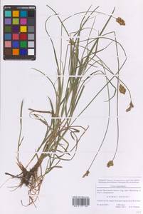 Осока заячья L., Восточная Европа, Московская область и Москва (E4a) (Россия)