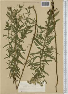 Achillea salicifolia subsp. salicifolia, Сибирь, Западная Сибирь (S1) (Россия)