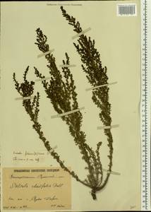 Soda foliosa (L.) Akhani, Восточная Европа, Нижневолжский район (E9) (Россия)