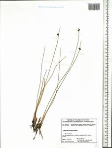 Ситник арктический Willd., Сибирь, Центральная Сибирь (S3) (Россия)