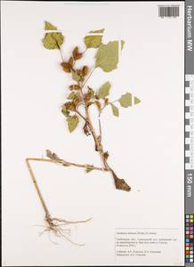 Xanthium orientale var. albinum (Widd.) Adema & M. T. Jansen, Восточная Европа, Центральный лесостепной район (E6) (Россия)