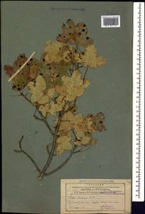 Клен грузинский (M.Bieb.) Yalt., Кавказ, Армения (K5) (Армения)