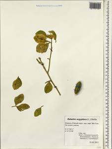 Balanites aegyptiaca (L.) Delile, Зарубежная Азия (ASIA) (Израиль)