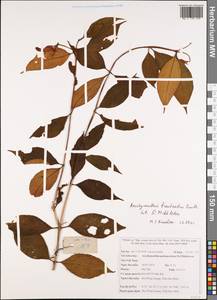 Aeschynanthus bracteatus Wall. ex A. DC., Зарубежная Азия (ASIA) (Вьетнам)