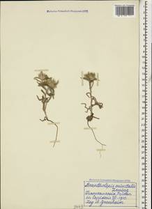 Echinops acantholepis Jaub. & Spach, Кавказ, Армения (K5) (Армения)
