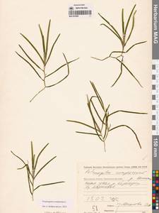 Рдест сплюснутый L., Сибирь, Чукотка и Камчатка (S7) (Россия)