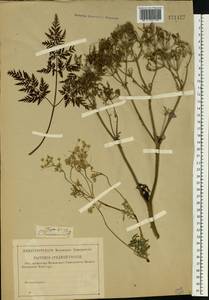 Купырь лесной (L.) Hoffm., Восточная Европа, Средневолжский район (E8) (Россия)