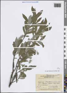 Ива, Сибирь, Якутия (S5) (Россия)