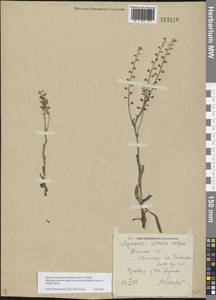 Myosotis alpestris subsp. suaveolens (Waldst. & Kit. ex Willd.) Strid, Восточная Европа, Центральный район (E4) (Россия)