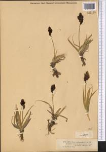Осока черноцветковая C.A.Mey., Средняя Азия и Казахстан, Джунгарский Алатау и Тарбагатай (M5) (Казахстан)