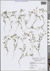 Подковник реснитчатый Willd., Крым (KRYM) (Россия)