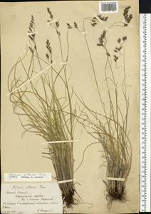 Овсяница алтайская Trin., Сибирь, Западный (Казахстанский) Алтай (S2a) (Казахстан)