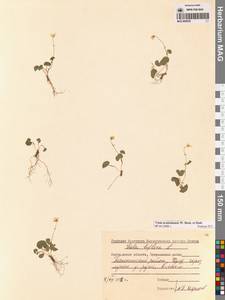 Viola crassa subsp. avatschensis (W.Becker & Hultén) Espeut, Сибирь, Чукотка и Камчатка (S7) (Россия)