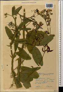 Чина лесная L., Кавказ, Черноморское побережье (от Новороссийска до Адлера) (K3) (Россия)