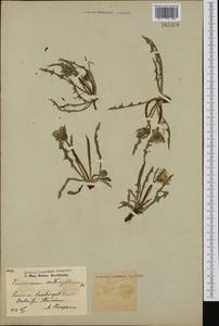 Taraxacum vestrogothicum Dahlst., Западная Европа (EUR) (Швеция)