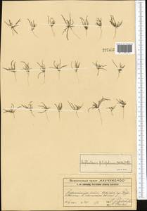 Лепталеум нителистный (Willd.) DC., Средняя Азия и Казахстан, Западный Тянь-Шань и Каратау (M3) (Казахстан)